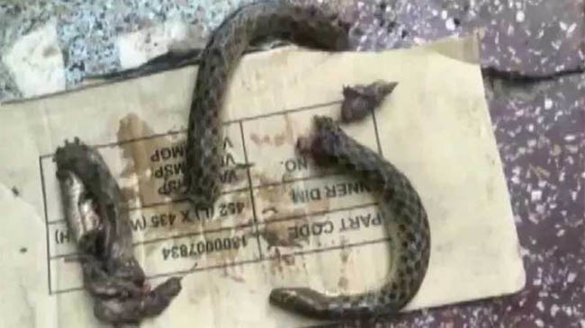 snake into pieces india
