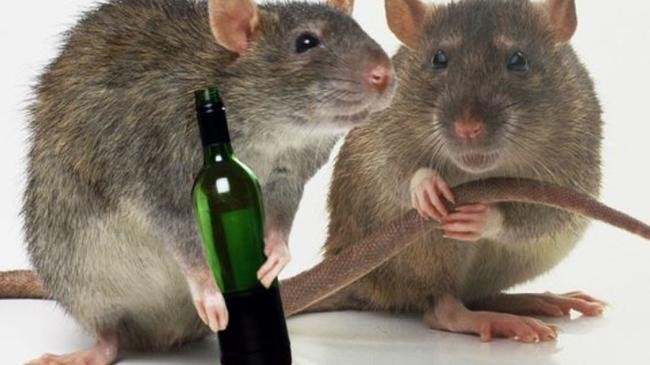 rat and lequre