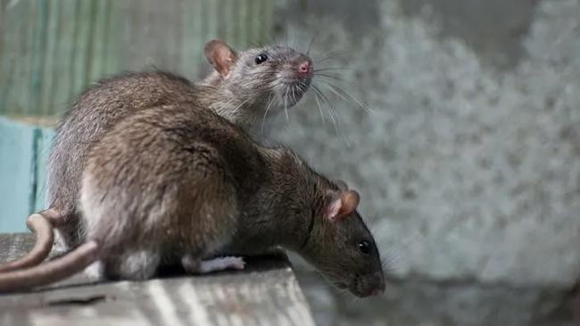 rat 1
