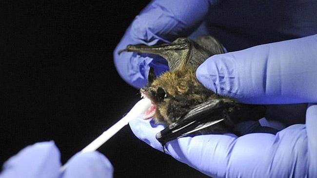 research on bats wuhan daily mail inner 2