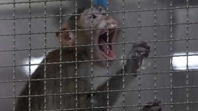 rhesus macaques monkeys01