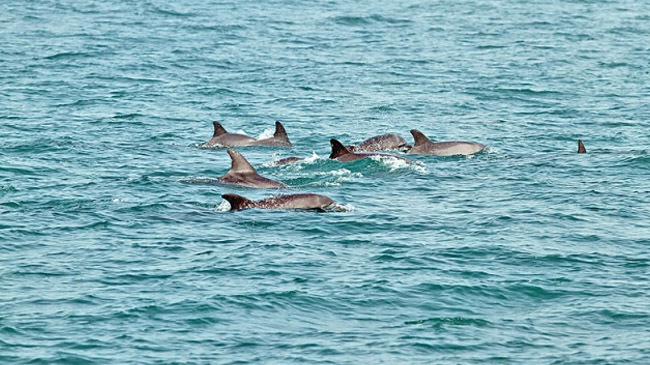 river dolphine 2