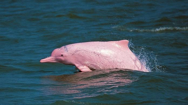 river dolphine