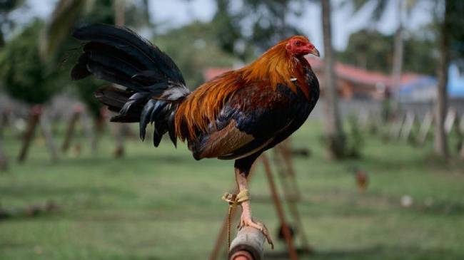 rooster killed its owner in india