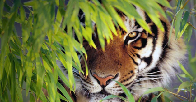 royal bengal tiger