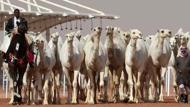 saudi beauty pageant