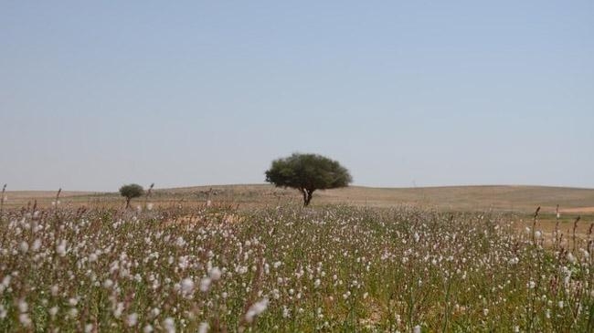 saudi plants million trees desert inner