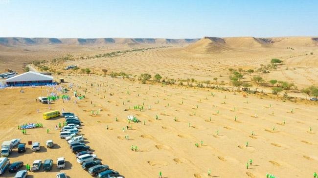 saudi plants million trees desert