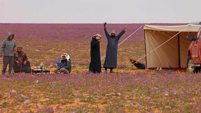 saudi tent