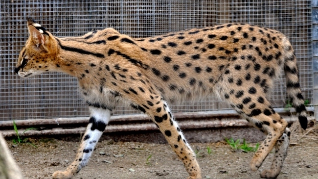 savannah cat
