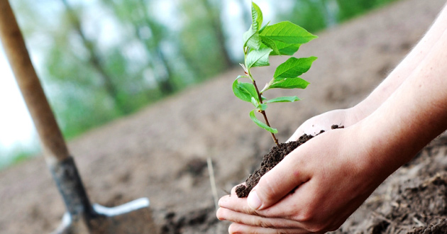 school tree plantation assam