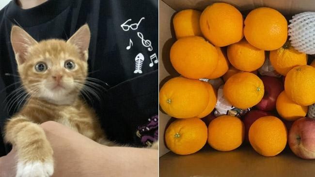shanghai covid lockdown cat oranges