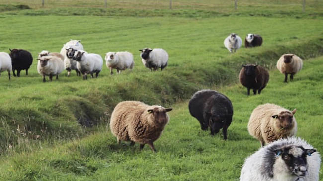 sheeps india