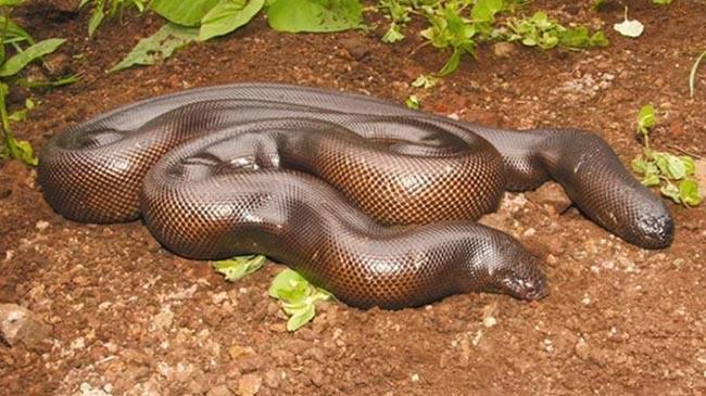 snake india new