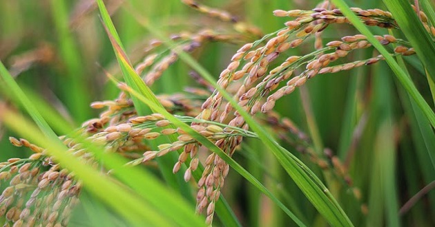 soudi rice