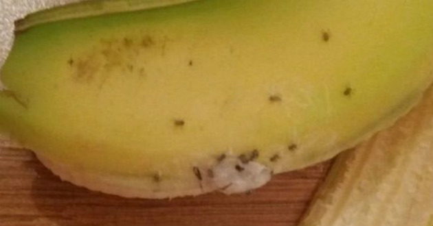 spider in brazilian banana