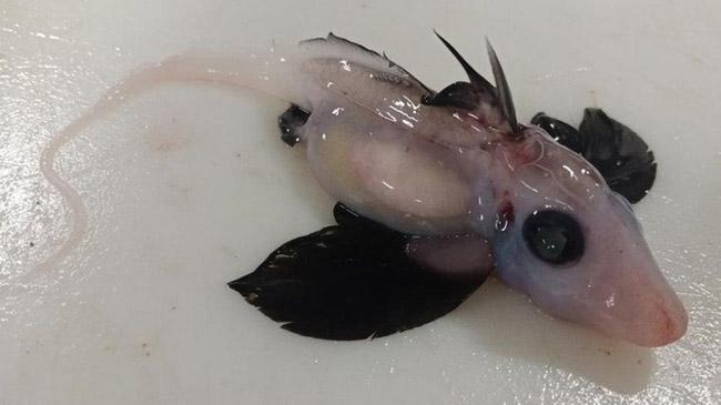 spooky baby shark