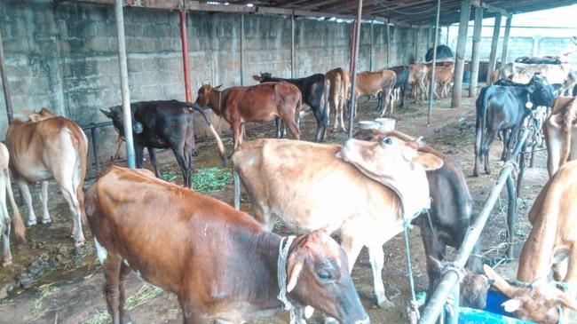 sri lanka cattle slaughter ban