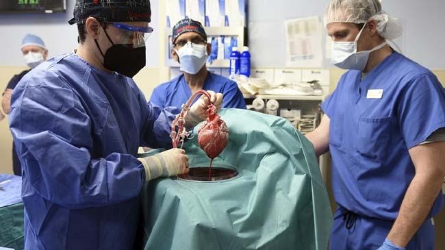 surgery pig heart