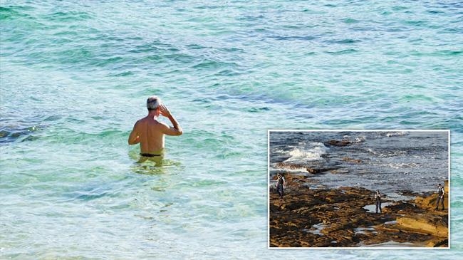 sydney shark attack