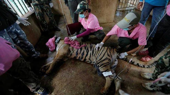 thailand tiger