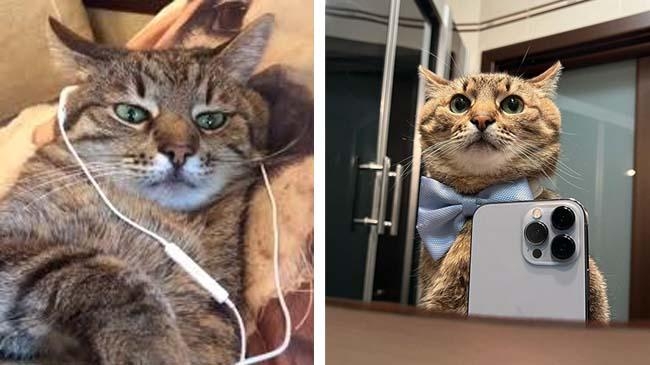 the famous cat stepan