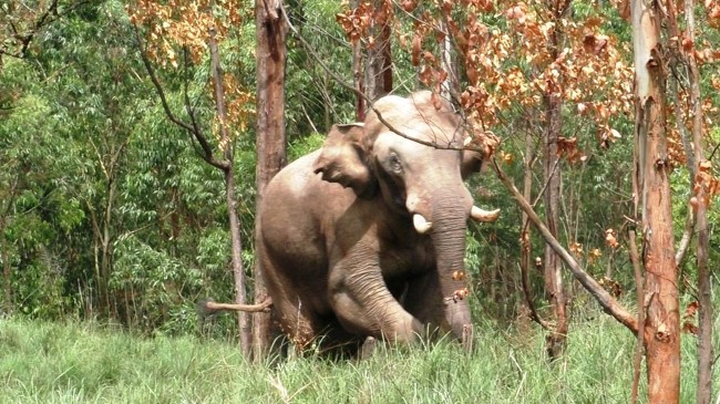 the rogue tusker arikompan