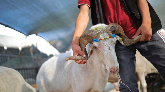 the sacrifice animal