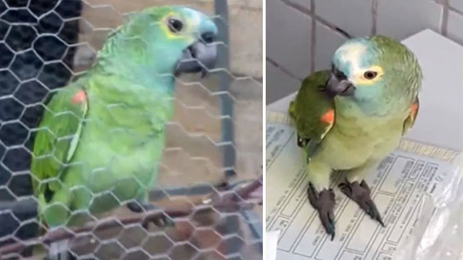 tia birds in the drug trade