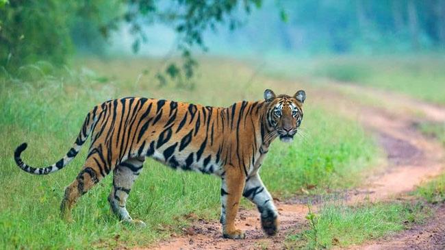 tiger in india 2