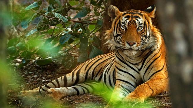 tiger in india