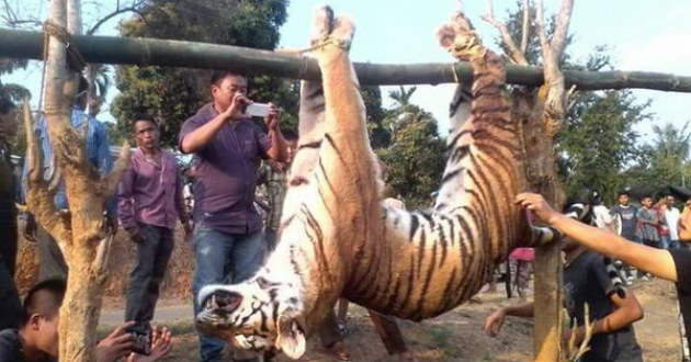 tiger killed
