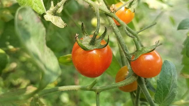 tomato 1