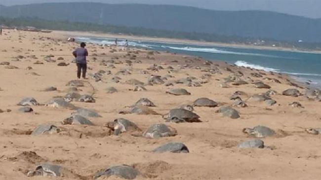 tortues in odissha beach