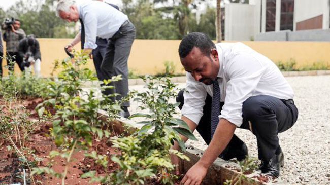 tree plantin in etheopiya