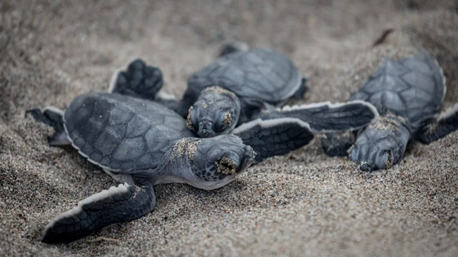 turkey beach turtle lay egg