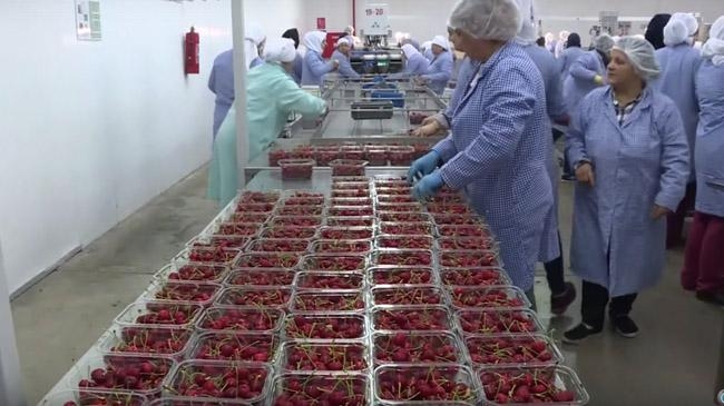 turkey fruits export