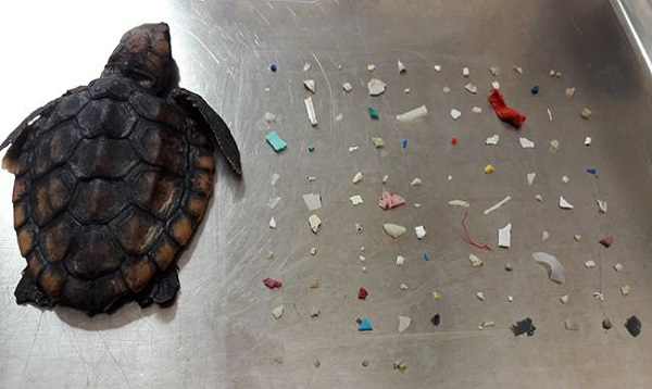 turtle baby