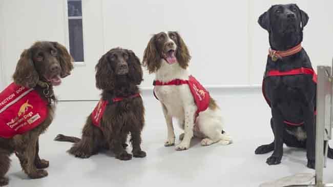 uk medical detection dog