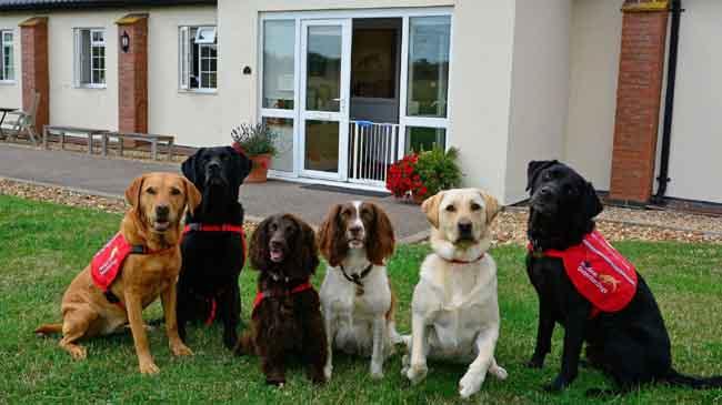 uk medical detection dog1