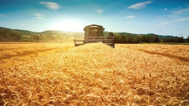 ukraines grain