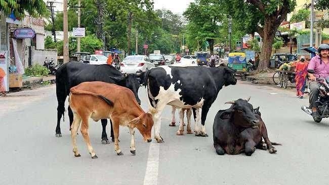 up cow