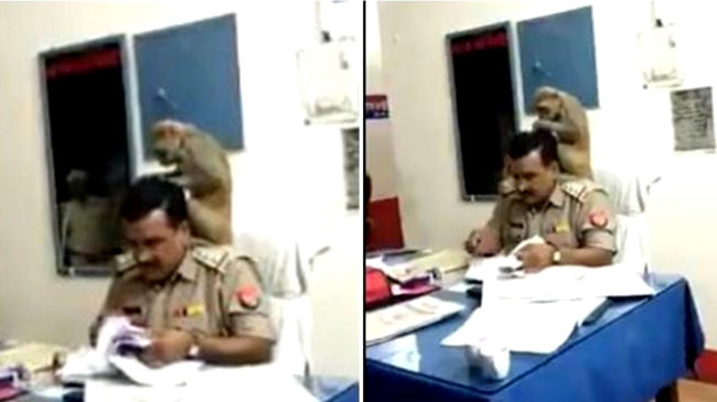 up police monkey