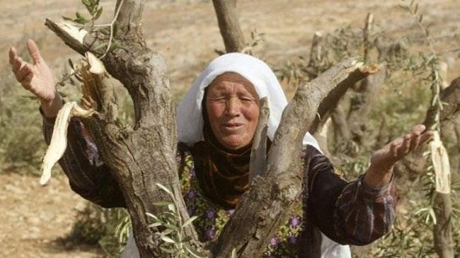 uproot olive trees