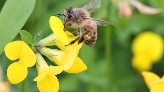 us honeybee