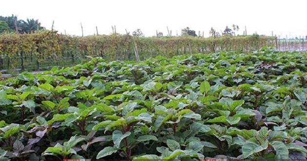 vegetables in malyesia