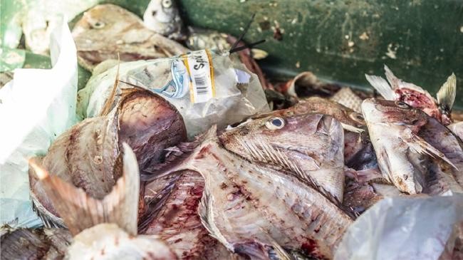 waste of fish