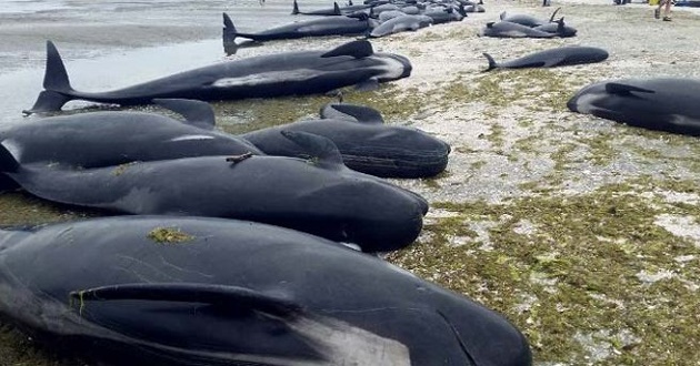 whale died in newzeland