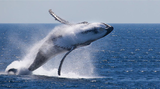 whale voroming