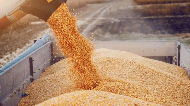 wheat export